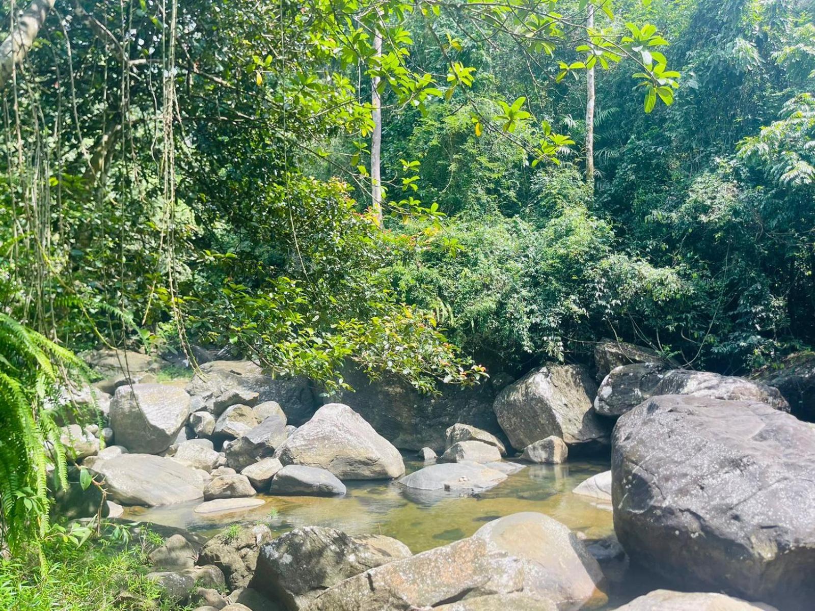Palabaddala Tea And Eco Lodge Ratnapura Kültér fotó